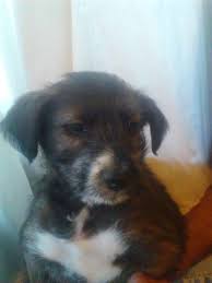 There is playtime, and your puppy also spends time being rocked (bolognese puppies love to be rocked). Bolognese Puppies For Sale California