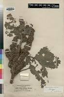 Image result for Girardinia bullosa