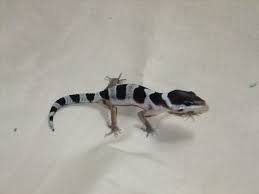 Black And White Leopard Gecko Drawing Mack Snow Hatchling Leopard Gecko Morphs Hatchling Leopard Gecko