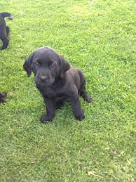 Our puppies are almost ready to move in with their new families. 7 Week Old Black Lab Puppy Off 77 Www Usushimd Com
