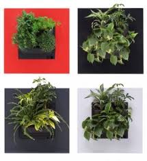 Lebendes Pflanzenbild Livepicture Go Im Greenbop Online Shop Kaufen Pflanzen Pflanzenwand Bepflanzung