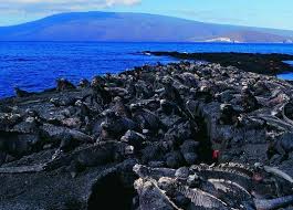 Fauna de las islas galápagos. Book Galapagos Hotels Hotels Com