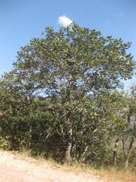 Image result for Uapaca