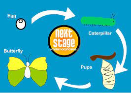Ciclo De Vida De La Mariposa En Ingles Imagui