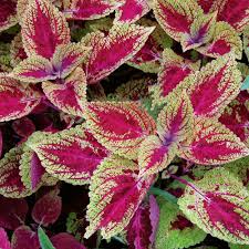 Coreopsis verticillata 'zagreb' attracts butterflies but not deer and offers a long season of bloom from may through sepember. Coleus Bronze Pagoda White Flower Farm