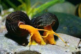 Caring For Snails In A Freshwater Aquarium The Aquarium Adviser Aquarium Snails Snail Freshwater Aquarium