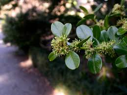 Image result for Buxaceae