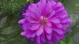 What is the flower of massachusetts. Shelburne Massachusetts Bridge Of Flowers Youtube
