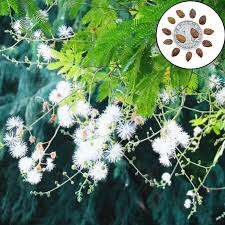 Image result for Acacia podalyriifolia