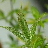 Image result for how does sulfur kill russet mites