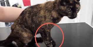 Lymphoma is a common blood borne cancer in dogs and cats. Woman Banned From Owning Animals After Trying To Cure Cat S Cancer With Honey