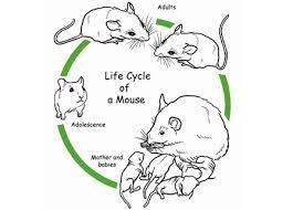 Common House Mouse Know Your Pest Shri Sai Pest Control