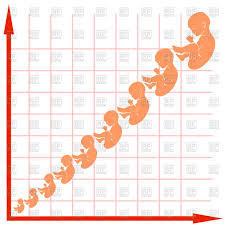 human fetal development chart