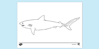 Sharks range from the tiny spined pygmy to the terrifying great white shark. Tiger Shark Colouring Page