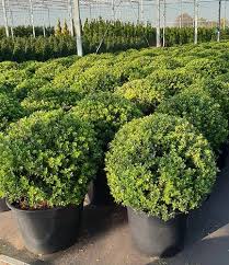 Ilex Crenata Topiary Balls Japanese Holly Globes Buy Uk Small Garden Design Japanese Garden Outdoor Garden Furniture