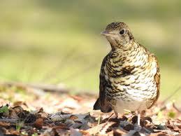 Image result for トラツグミ