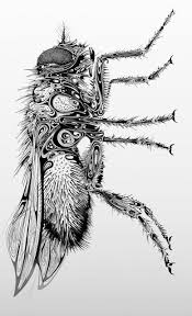 Black And White Insect With Wings Uk Si Scott Graphic Design Si Scott Insect Art Bug Art