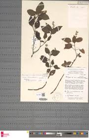 Image result for Anisosepalum alboviolaceum