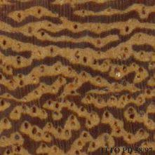 Image result for Cordyla