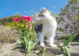 Prompt veterinary attention is required. Lily Poisoning In Cats Signs Treatment Australian Cat Lover
