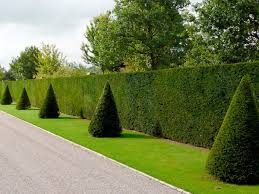 Eibe Taxus Baccata Gartenhecke Landschaftsdesign Garten Landschaftsbau