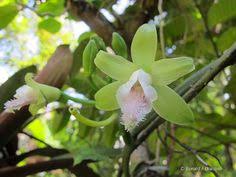 Image result for Vanilla crenulata