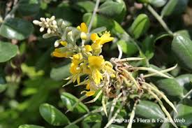 Image result for Sophora tomentosa