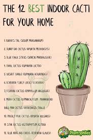 Keeping the proper moisture level is a delicate balance, but cacti are very forgiving. Indoor Cactus These 12 Cacti Will Thrive Indoors