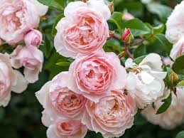 Image result for Nemesia lilacina