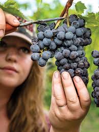 How the 'Grape Man of Texas' Saved the French Wine Industry