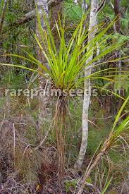 Maybe you would like to learn more about one of these? Cordyline Pumilio Dwarf Cabbage Tree Buy Seeds At Rarepalmseeds Com