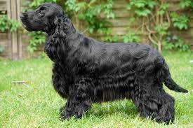 See more of working cocker spaniels australia on facebook. Rasse Des Monats Englischer Cocker Spaniel Vdh De