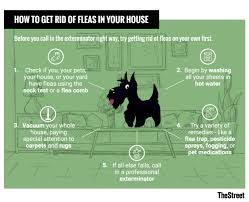 Check poison symptoms, diagnosis & treatments. How To Get Rid Of Fleas In Your House And More Thestreet