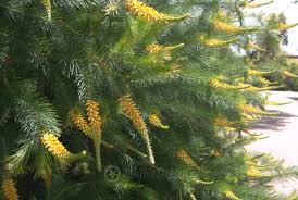 Feature shrub – Page 3 – Mallee Design