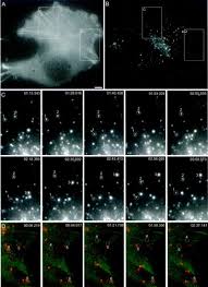 In that case the cell itself would die. Actin Filaments And Myosin I Alpha Cooperate With Microtubules For The Movement Of Lysosomes Molecular Biology Of The Cell