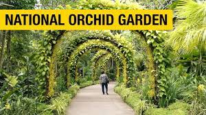 The national orchid garden has been breeding orchids for more than a century and even produces its own hybrids. Orchid Paradise National Orchid Garden In Singapore Youtube