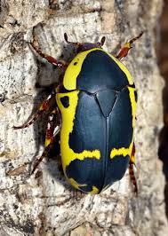 Image result for Buchnera cryptocephala