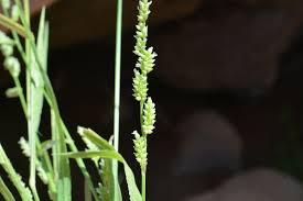 Image result for Echinochloa brevipedicellata