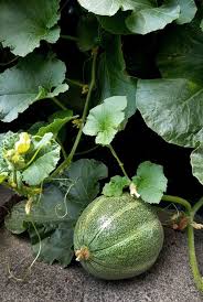 Melone Anbauen Melonen Anbauen Pflanzen Und Wassermelone Pflanzen
