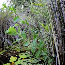 Image result for Ficus pygmaea