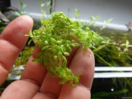 Image result for Elatine