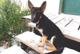 Use the search tool below and browse adoptable. Purebred German Shepherds How To Tell A Purebred German Shepherd Allgshepherds