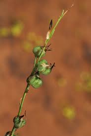 Image result for Dipcadi marlothii