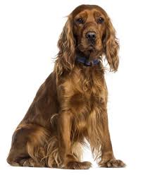 English Cocker Spaniel Golden Retriever Mix Off 63 Www Usushimd Com