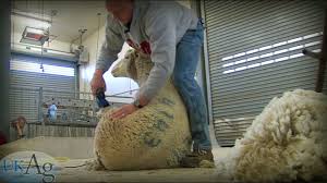 Shearing too late means wool loss. Cruelty Free Fashion Animal Friendly Clothing Options The Considerate Consumer