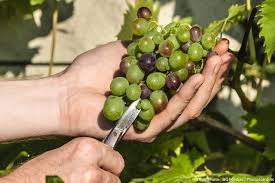 5 Bons Gestes Pour Un Raisin Tres Sucre Raisin Verger Taille Vigne
