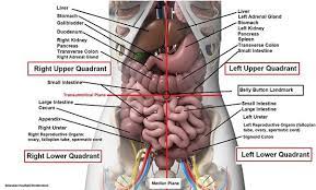 The posterior portion and the body. What Are Some Characteristics Of The Organs Under The Left Side Of The Rib Cage Quora