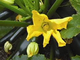 But the cooler days of autumn are prime time for growing a variety of leafy greens and root vegetables, some of which actually favor a nip in the air. February In Your Patch Sustainable Gardening Australiafebruary In Your Patch
