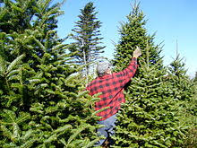 The propagation of christmas trees is the series of procedures carried out to grow new christmas trees. Christmas Tree Wikipedia
