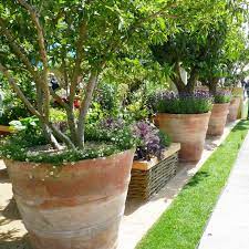 Extra large planters for trees. Italian Terrace How To Pot Up Exceptionally Large Terracotta Pots Italian Terrace